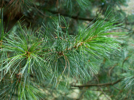 Сосна кедровая сибирская, или Сибирский кедр  (лат. Pinus sibirica), семена