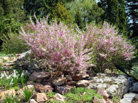 Миндаль степной (лат. Prunus tenella), семена