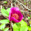 Пион кавказский Май Лилак (лат. Paeonia caucasica 'May Lilac'), семена 