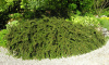 Кизильник горизонтальный (лат. Cotoneaster horizontalis), семена 