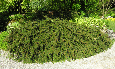 Кизильник горизонтальный (лат. Cotoneaster horizontalis), семена 