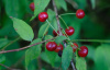 Вишня пенсильванская (лат. Cerasus pensylvanica), семена