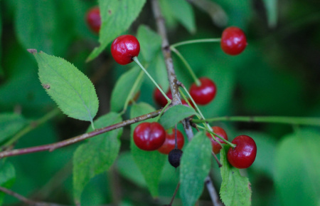 Вишня пенсильванская (лат. Cerasus pensylvanica), семена