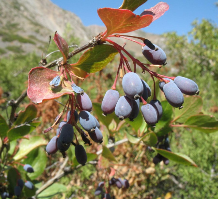 Барбарис продолговатый съедобный (лат. Berberis oblonga), семена