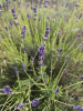 Лаванда узколистная (Lavandula angustifolia), 200 шт