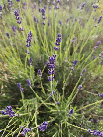 Лаванда узколистная (Lavandula angustifolia), 200 шт