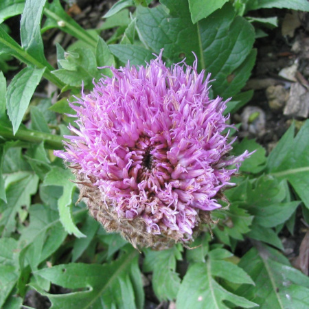Левзея сафлоровидная, или Маралий корень (лат. Rhaponticum carthamoides), семена 0,2 грамма