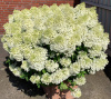 Гортензия метельчатая Бобо (лат. Hydrangea paniculata 'Bobo') С3, саженец