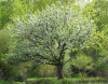 Черемуха поздняя (лат. Prunus serotina), семена