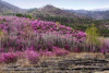 Рододендрон даурский гибридный Стаккато (лат. Rhododendron x dauricum) 0,05 грамм, семена