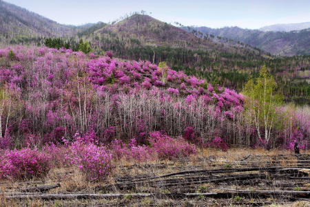 Рододендрон даурский гибридный Стаккато (лат. Rhododendron x dauricum) 0,05 грамм, семена