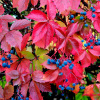 Виноград девичий пятилисточковый (лат. Parthenocissus quinquefolia), семена