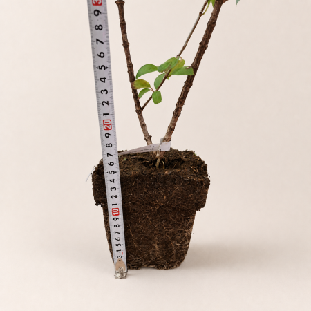 Гортензия метельчатая Бобо (лат. Hydrangea paniculata 'Bobo') С3, саженец