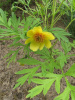 Пион Делавея (лат. Paeonia delavayi), семена