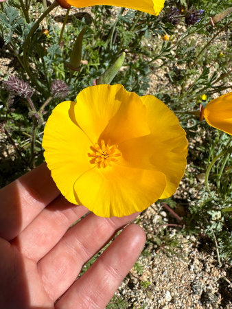 Мак калифорнийский эшшольция микс (лат. Eschscholzia californica), 100 штук