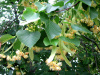Липа крупнолистная (лат. Tilia platyphyllos), семена