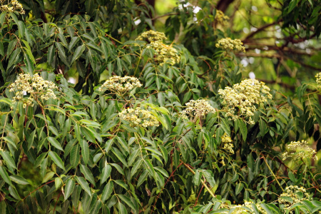 Бархат китайский (лат. Phellodendron chinense), семена