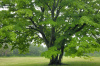 Липа маньчжурская (лат. Tilia mandshurica), семена