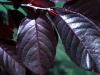Черемуха пурпурнолистная Шуберт (лат. Prunus padus x Prunus virginiana 'Shubert'), семена