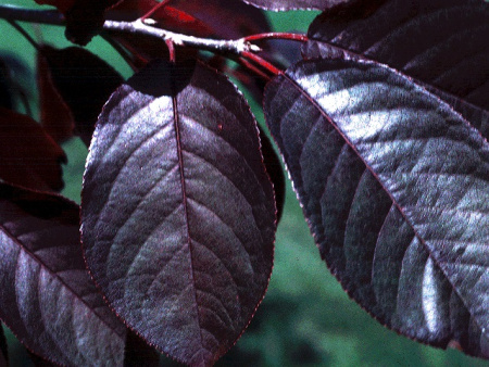 Черемуха пурпурнолистная Шуберт (лат. Prunus padus x Prunus virginiana 'Shubert'), семена