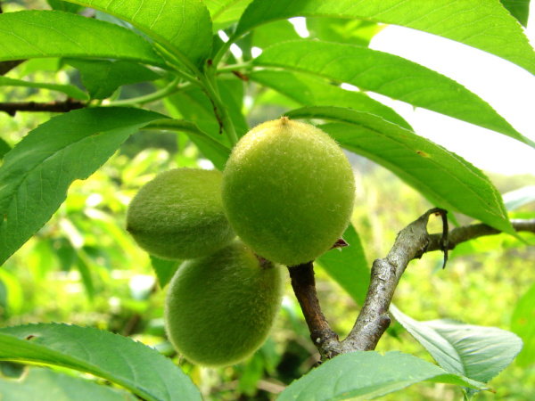 Персик Давида (лат. Prunus davidiana), семена