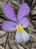 Фиалка трёхцветная, или анютины глазки (лат. Viola tricolor), семена 50 шт