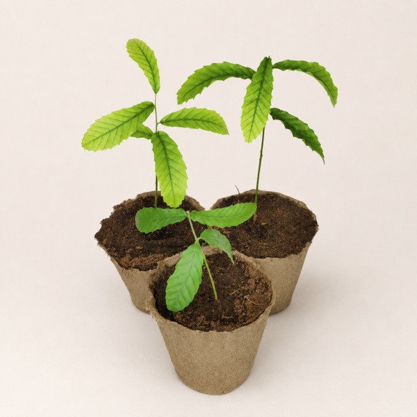 Дуб каштанолистный (лат. Quercus castaneifolia), саженцы, 3 шт