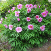 Пион уклоняющийся, или необычайный, или Марьин корень (лат. Paeonia anomala), семена