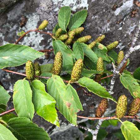 Береза вишневая (лат. Betula lenta), семена 0,2 грамма