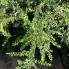 Кизильник самшитолистный (лат. Cotoneaster buxifolius) в ягодах, семена 