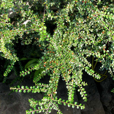 Кизильник самшитолистный (лат. Cotoneaster buxifolius) в ягодах, семена 