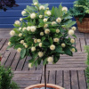 Цветоголовник западный (лат. Cephalanthus occidentalis), семена