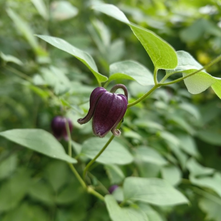 Клематис бурый (лат. Clematis fusca), семена