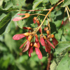 Клен Гельдрейха (лат. Acer heldreichii Orph), семена