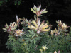 Ракитник белый (лат. Cytisus albus), семена