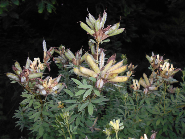 Ракитник белый (лат. Cytisus albus), семена