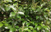 Бирючина блестящая (лат. Ligustrum lucidum), семена