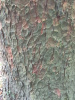Ель сербская (лат. Picea omorika), семена