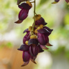 Мукуна вечнозелёная (лат. Mucuna sempervirens) 5 шт, семена