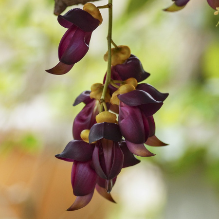 Мукуна вечнозелёная (лат. Mucuna sempervirens) 5 шт, семена