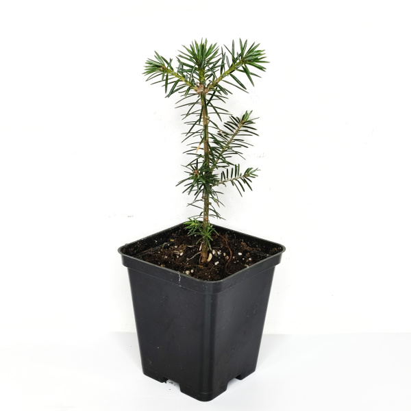 Пихта бальзамическая (лат. Abies balsamea), саженец, 1 ш