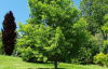 Гинкго Билоба (лат. Ginkgo Biloba), саженец, 1 шт