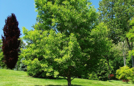 Гинкго Билоба (лат. Ginkgo Biloba), саженец, 1 шт