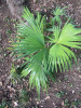 Пальма Трахикарпус Форчуна (лат. Trachycarpus fortunei), саженец, 1 шт