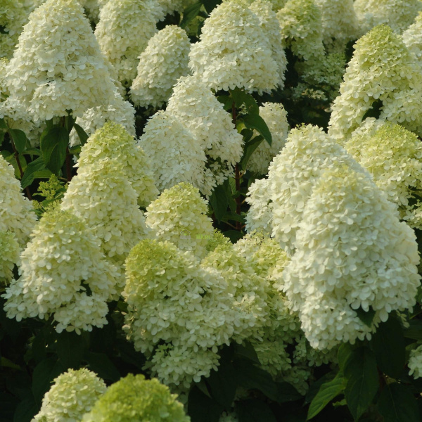 Гортензия метельчатая Полярный медведь (лат. Hydrangea paniculata 'Polar Bear')