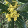 Лавр благородный (лат. Laurus nobilis), семена