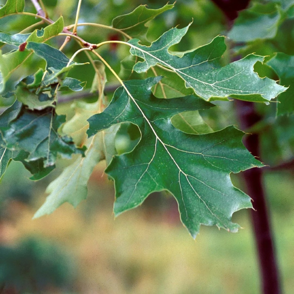 Дуб бархатистый (лат. Quercus velutina), саженцы, 3 шт