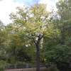 Хурма виргинская, или Хурма американская (лат. Diospyros virginiana), семена