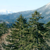 Ель аянская, или Ель иезская (лат. Picea jezoensis), семена