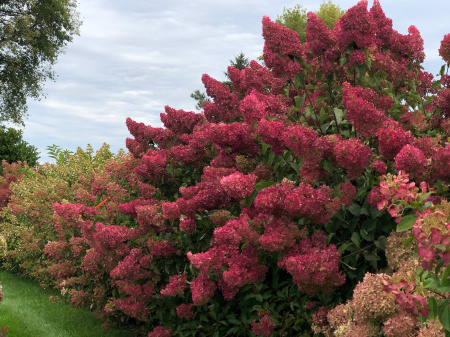 Гортензия метельчатая Самарская Лидия (лат. Hydrangea paniculata 'Samarskaya Lidiya')